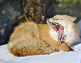 Yawing Fox