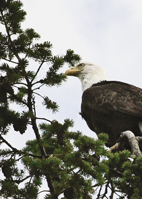 baldeagle