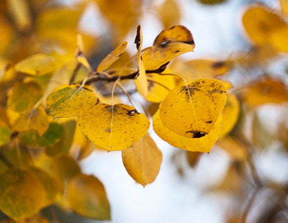 aspenleaves