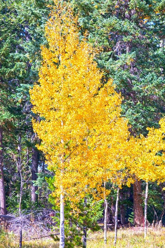 Aspens11-1