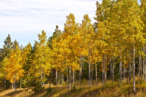 aspens11-2