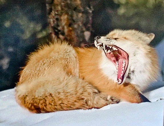yawningfox